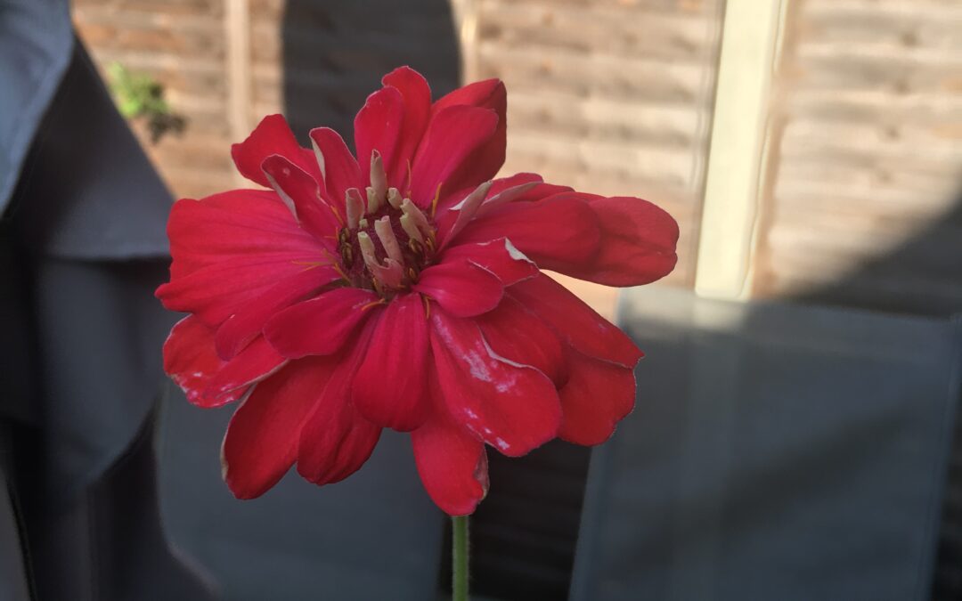 Ikebana
