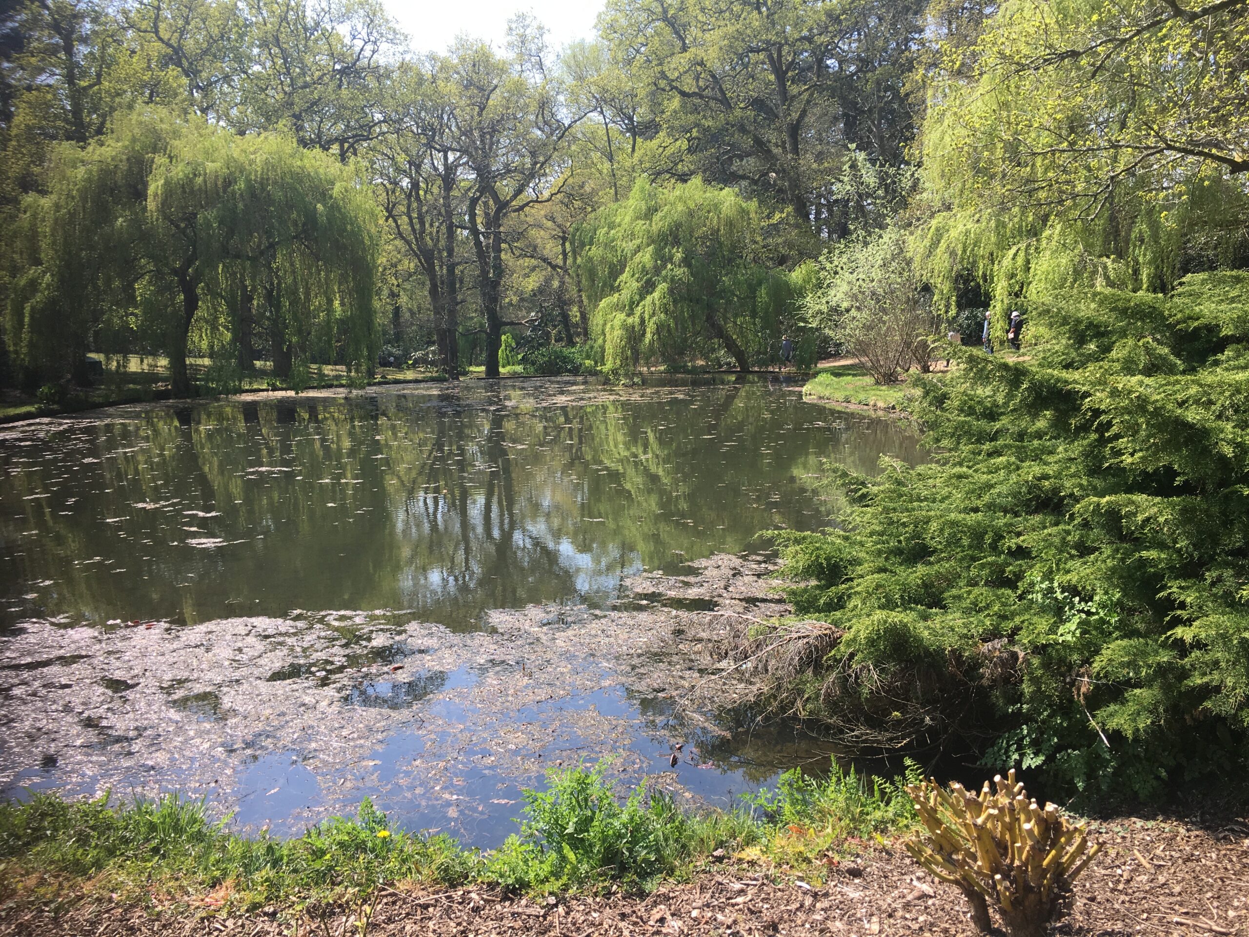 OlaDavidson - Embracing Change with Cognitive Hypnotherapy